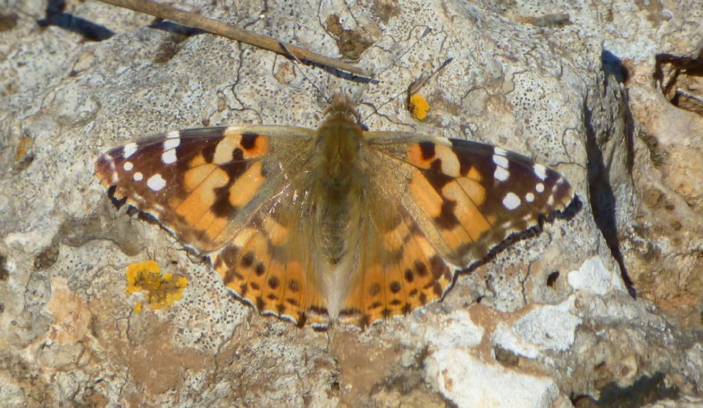 Vanessa Cardui